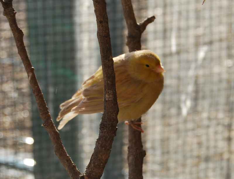 canari femelle 1.jpg