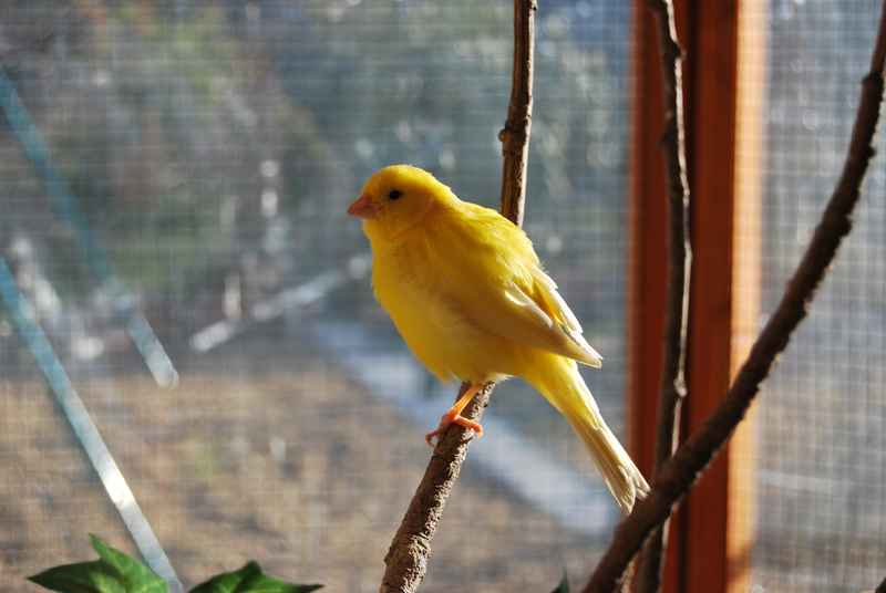 canari femelle 2.jpg