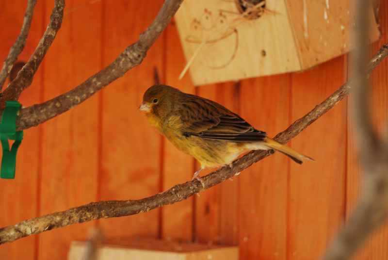 canari male 2.jpg
