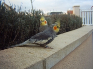 calopsite sur mon rebord.JPG