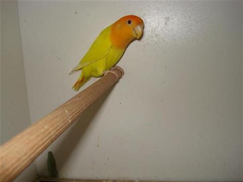 DSC01735 (Medium) (Small) (Custom).JPG