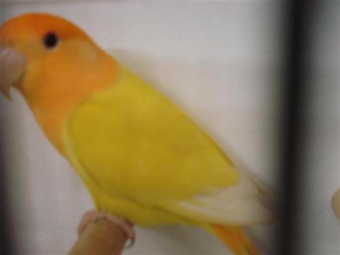 DSC01822 (Medium) (Small) (Custom).JPG