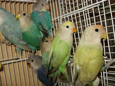 DSC01973 (Medium) (Small) (Custom).JPG