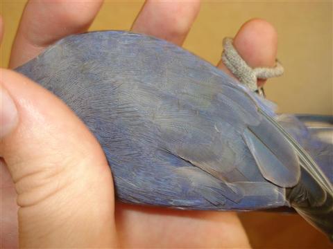 DSC01651 (Medium) (Custom).JPG