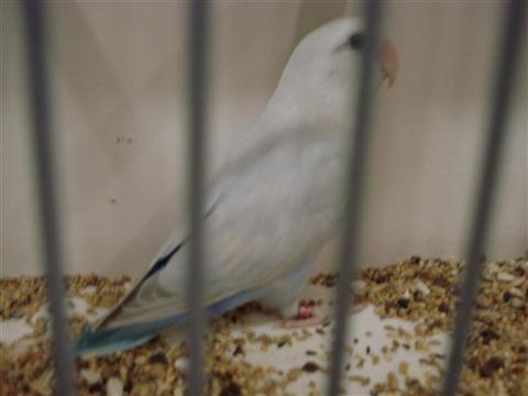 DSC01785 (Medium) (Custom).JPG