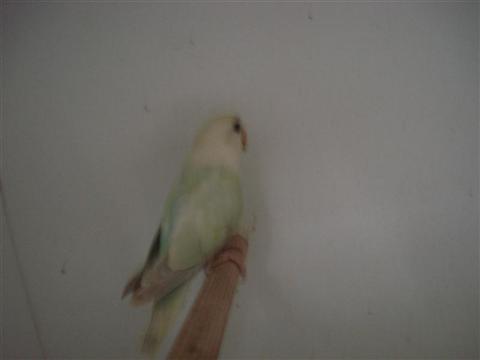 DSC01823 (Medium) (Custom).JPG