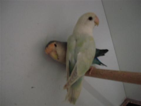 DSC01826 (Medium) (Custom).JPG