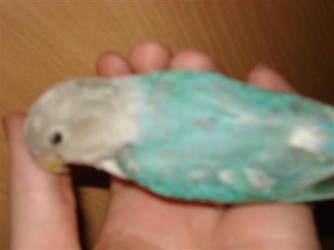 DSC01960 (Medium) (Custom).JPG