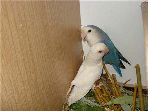 DSC02011 (Medium) (Custom).JPG