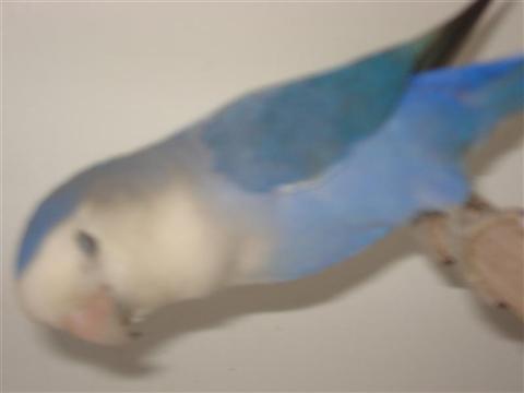 DSC02016 (Medium) (Custom).JPG