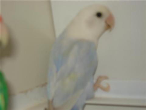 DSC02144 (Medium) (Custom).JPG