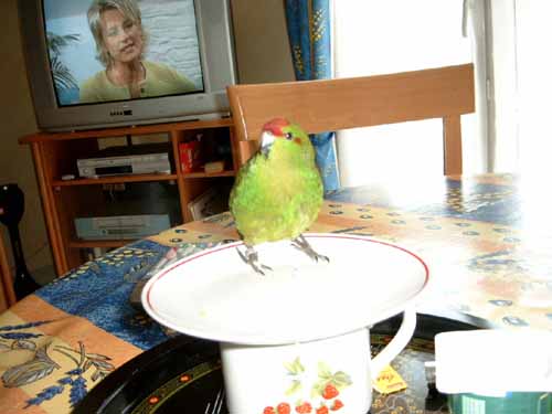 Il est oÃ¹ mon thÃ© !1.JPG