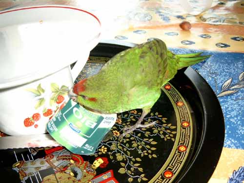 Zut ! J'ai retournÃ© le pot !1.JPG