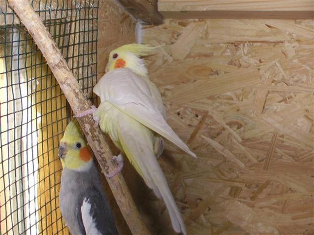 RomÃ©o & Juliette(Small).JPG