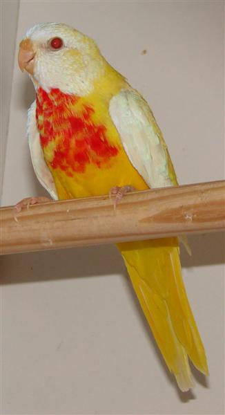 DSC00247(1)2 (Medium).JPG