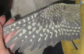 1Ã¨re dessous d'aile.jpg