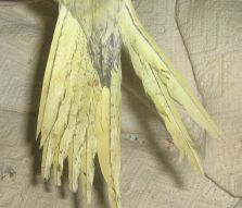 1Ã¨re dessous de queue.jpg