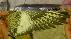 1Ã¨re dessus d'aile.jpg