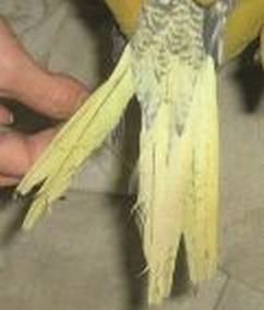 1Ã¨re dessus de queue.jpg