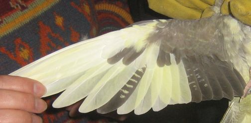 2Ã¨me dessous d'aile.jpg