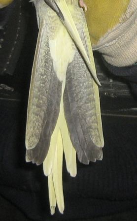 2Ã¨me dessous de queue.jpg