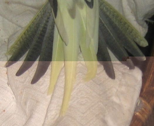 2Ã¨me dessus de queue.jpg