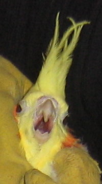 2Ã¨me tÃªte face.jpg