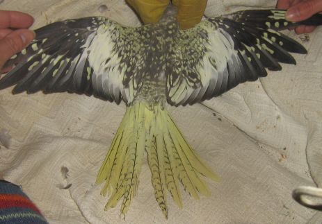 3Ã¨me dessus des ailes et de la queue.jpg