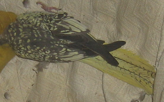 3Ã¨me dos et dessus de queue.jpg