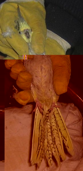 3Ã¨me tÃªte + poitrail + queue.jpg