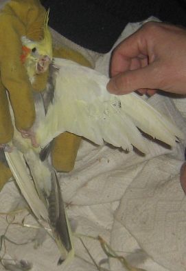 4Ã¨me dessous d'aile et de queue.jpg