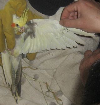 4Ã¨me dessous d'aile et de queue (2).jpg