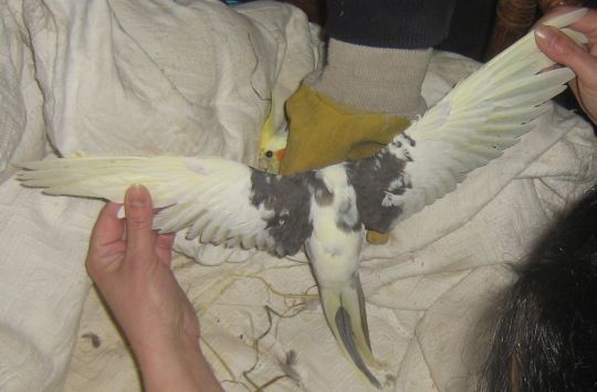 4Ã¨me dessus d'aile et de queue.jpg