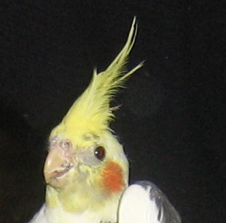 4Ã¨me tÃªte (2).jpg