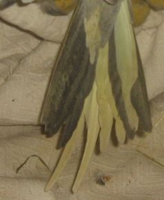 6Ã¨me dessous de queue.jpg