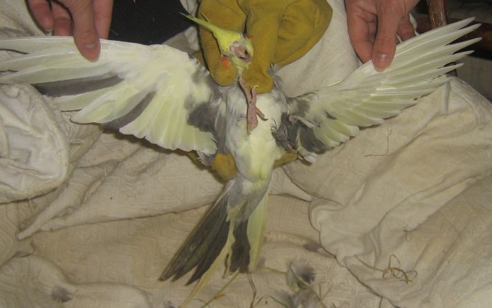 6Ã¨me ensemble du dessous.jpg