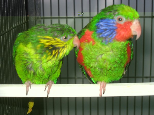 placentis ornata couple.jpg