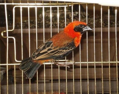 mÃ¢le monseigneur Ã  titi et doudou.jpg