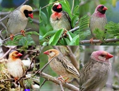 travailleur mâles.jpg