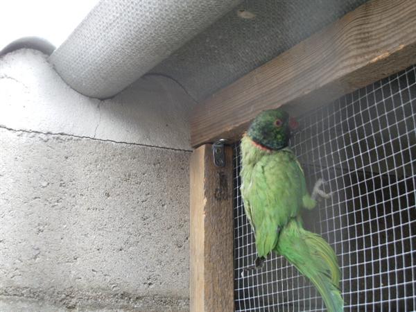 IMGP4781 (Custom).JPG