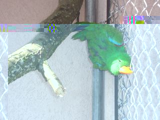 eclectus male &.jpg