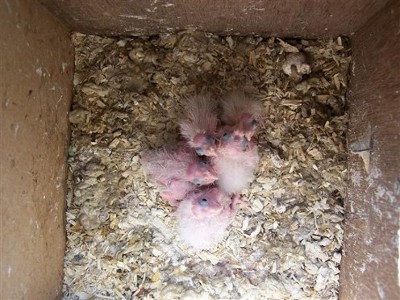 images prope elevage. 004 (Small).jpg