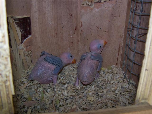 images prope elevage. 012 (Small).jpg