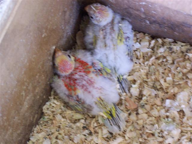 images prope elevage. 003 (Small).jpg