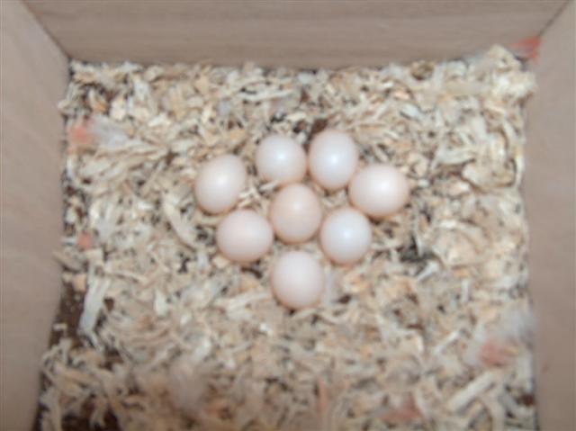 BOURKE 1 Repro 2009 003 (Small).jpg