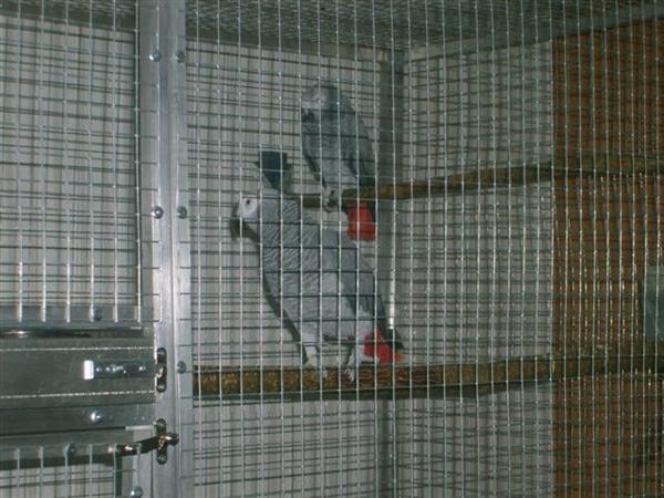 NINA ET KIWI 1 (Small) (Small) (Custom).jpg