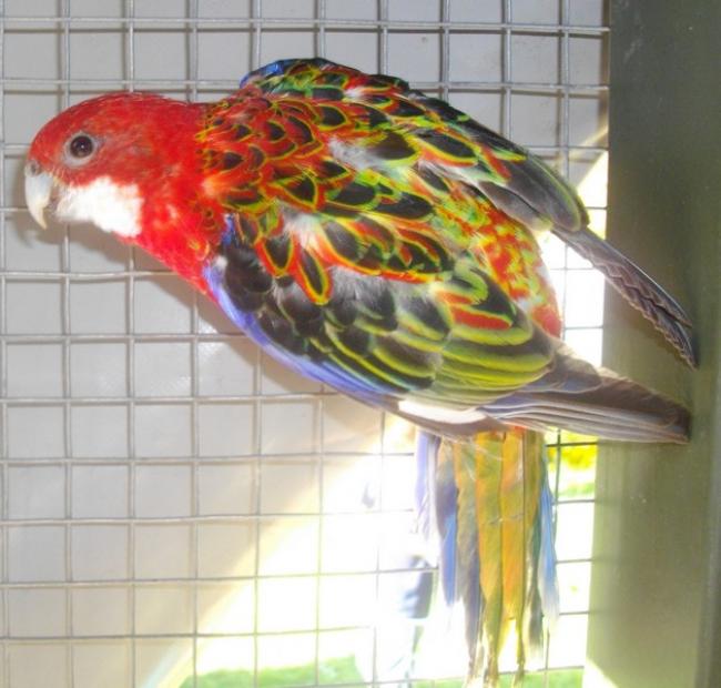 femelle omni 2 jpg_1..jpg