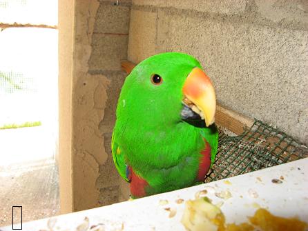 oiseaux 18 03 09 006.jpg