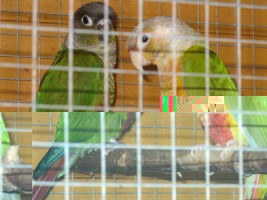 Pyrrhura couple 2 (2).JPG