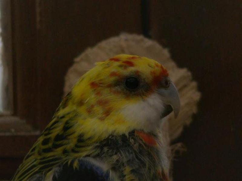 DSC00234 (Small) (Medium).JPG